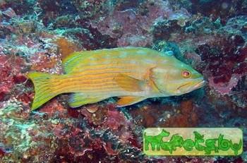 Cephalopholis polleni