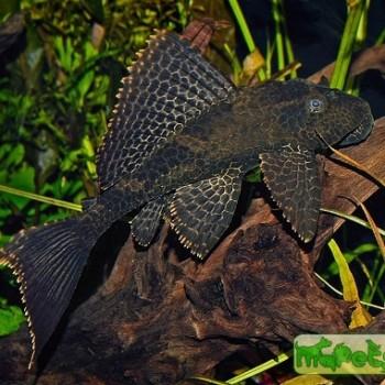 Glyptoperichthys gibbiceps