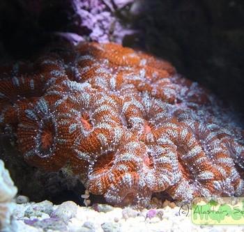 Acanthastrea sp.