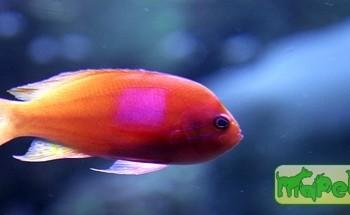 Pseudanthias pleurotaenia