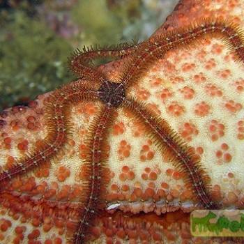 Ophiocoma sp.