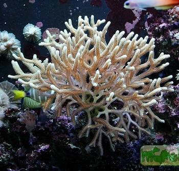Seriatopora sp.