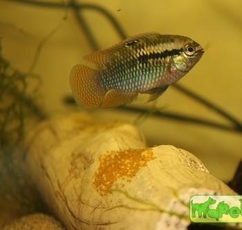 Laetacara dorsigera