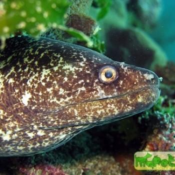 Gymnothorax pseudothyrsoideus