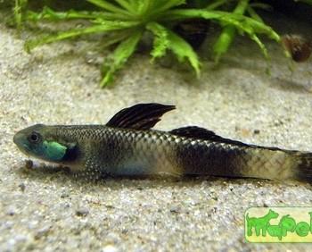 Stiphodon sp.