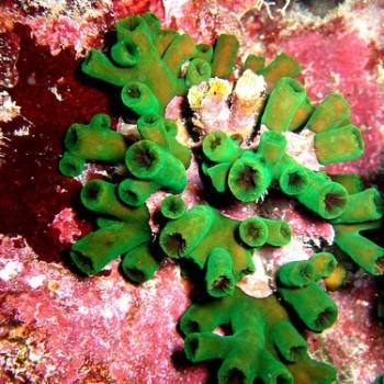 Tubastraea sp.