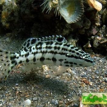 Serranus tigrinus