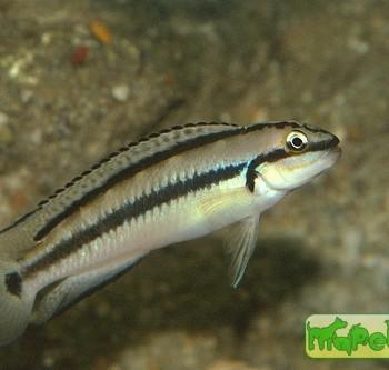 Telmatochromis vittatus