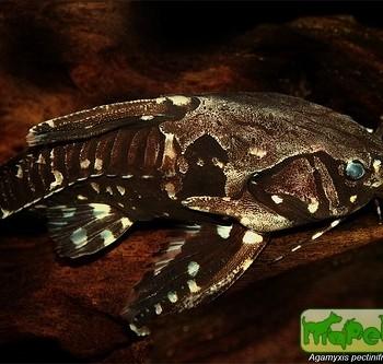 Agamyxis pectinifrons