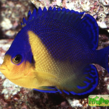 Paracentropyge venustus
