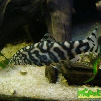 Botia lohachata