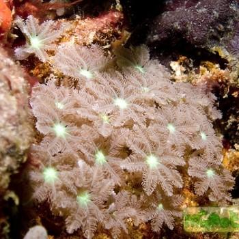 Clavularia sp.