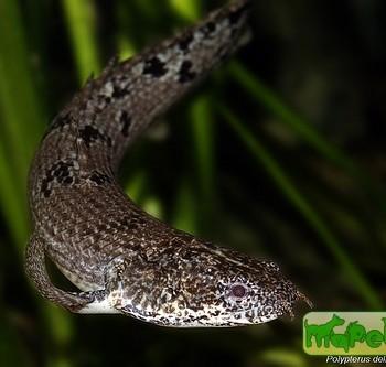 Polypterus delhezi