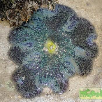 Stichodactyla gigantea (Stoichactis gigas)