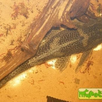 Pterygoplichthys sp.