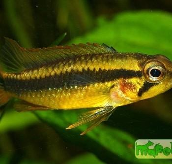 Apistogramma agassizii