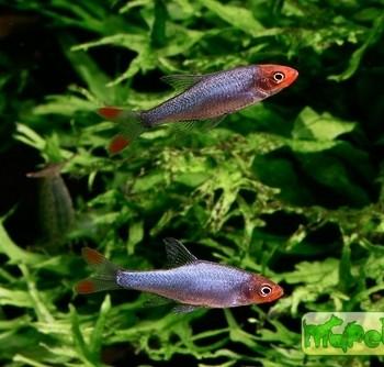 Sawbwa resplendens