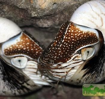 Nautilus pompilius