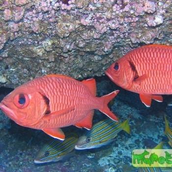 myripristis berndti