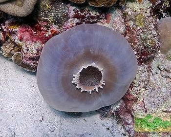 Amplexidiscus fenestrafer