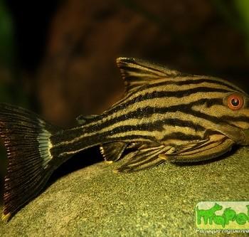Panaque nigrolineatus