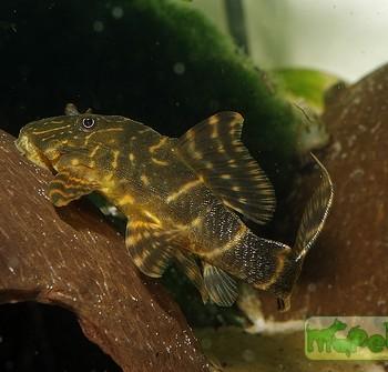 Peckoltia sp.aff.vittata (L002, L074)