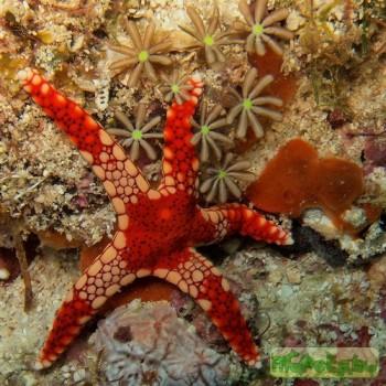 Fromia monilis