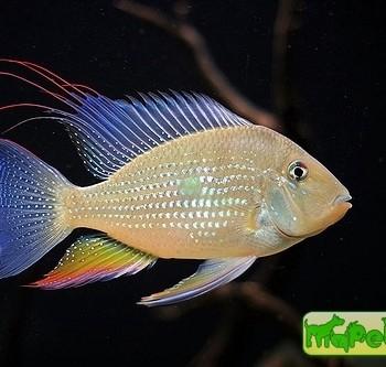 Acarichthys heckelii