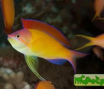 Pseudanthias (Mirolabrychthys) dispar