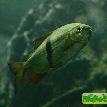 Myleus schomburgkii