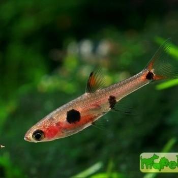 Boraras maculatus