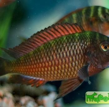 Tropheus moorii