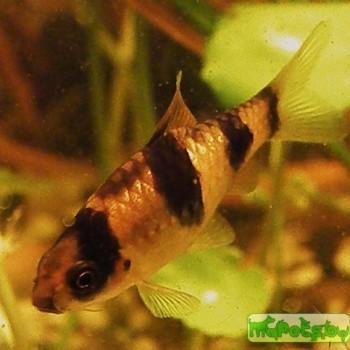 Puntius fasciatus (Barbus fasciatus)