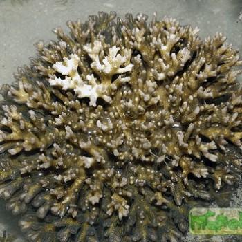 Pocillopora sp.