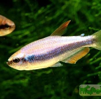 Inpaichthys kerri