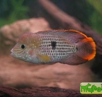 Aequidens rivulatus