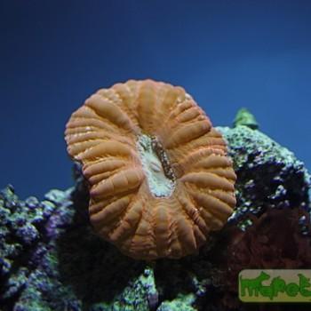 Cynarina lacrymalis