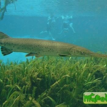 Atractosteus spatula (Lepisosteus spatula)