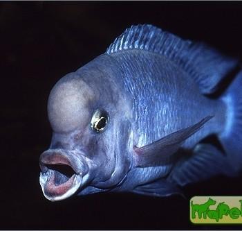 Cyrtocara moorii