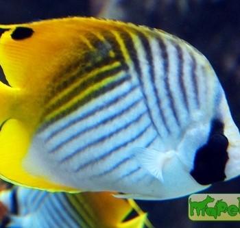 Chaetodon auriga