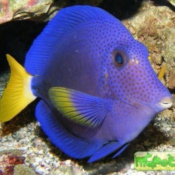 Zebrasoma xanthurum