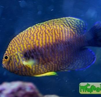Centropyge potteri