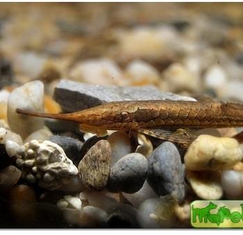 Farlowella acus
