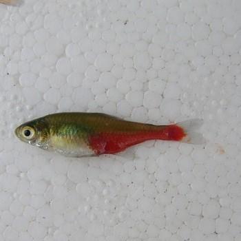 Aphyocharax rathbuni