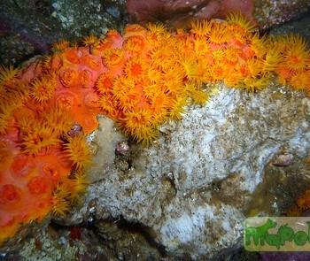 Parazoanthus sp. ("gracilis")