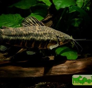 Megalechis thoracata
