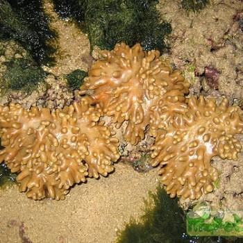 Sinularia sp.