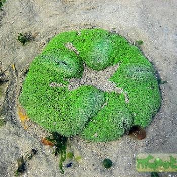 Stichodactyla sp. (Stoichactis sp.)
