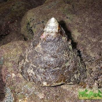 Trochus (Tectus