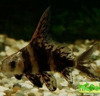 Myxocyprinus asiaticus